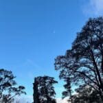 Daytime moon in a clear blue sky above silhouetted trees