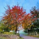 Entrance to a holiday park with a sign and a vibrant autumn tree