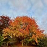 Pathway through wooden gates with vibrant autumn tree overhead