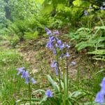 Bluebells in a lush forest.