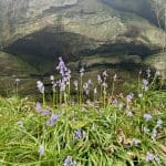 Bluebells growing before large rock.