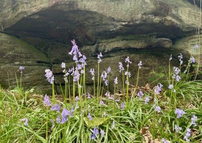 Bluebells growing before large rock.