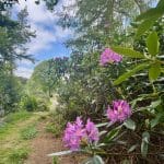 Vibrant purple flowers, green leaves.