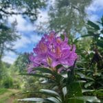 Purple rhododendron blossoms in focus.