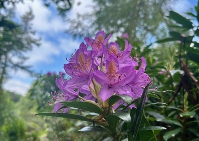 Purple rhododendron blossoms in focus.