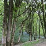 Dense forest with green trees.