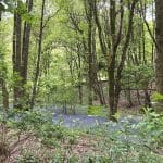 Bluebell carpet in spring woodland.