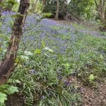 Forest floor covered in bluebells.