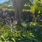 Bluebells blooming under a tree at Warren Forest Park