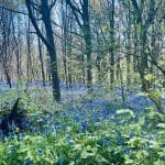 Bluebell-filled woodland at Warren Forest Park