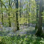 Bluebells covering the forest floor at Warren Forest Park