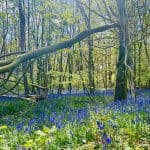 Bluebells in the forest at Warren Forest Park