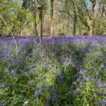 Bluebells in the woodland at Warren Forest Park