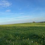 Green prairie with yellow wildflowers.
