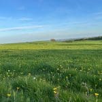 Vast green field, yellow flowers.