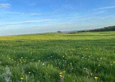 Vast green field, yellow flowers.