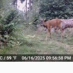 A deer walking in a forested area near logs
