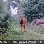 A deer standing in a forested area near logs