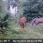 A deer grazing in a forested area near logs