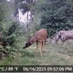 Deer grazing in a forested area near logs