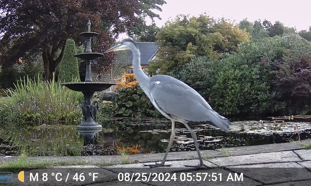 Wildlife Watch