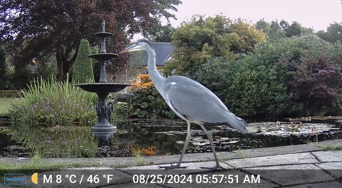 A heron walking near a fountain and pond with water lilies