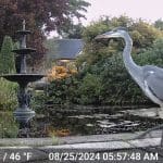 A heron walking near a fountain and pond