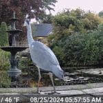 A heron standing by a fountain and pond