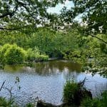 A view of a calm river framed by trees in Pateley Bridge