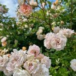 Pink and white roses blooming at Warren Forest Park