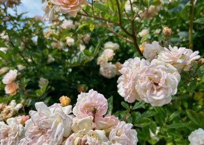 Pink and white roses blooming at Warren Forest Park
