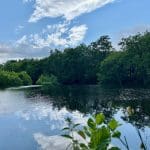 Reflective pond surrounded by trees at Warren Forest Park