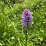 Wildflower near Grimwith Reservoir at Warren Forest Park