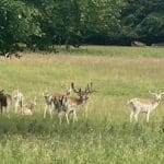 Deer in a field at Warren Forest Park