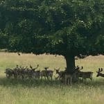 Deer gathered under a tree at Warren Forest Park