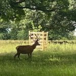 Stag in a field at Warren Forest Park