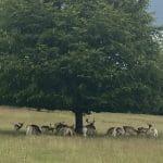 Deer resting under a tree in a grassy field