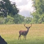 Stag standing in a meadow with trees
