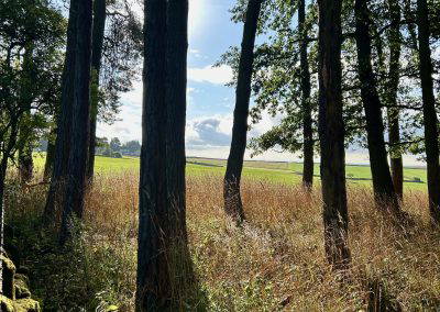 Sunlit path through trees at Warren Forest Park