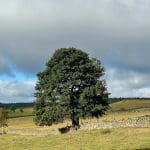 Large tree standing in a scenic field with stone walls