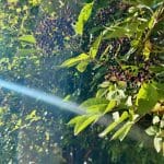 Elderberries growing in the sunlight at Warren Forest Park