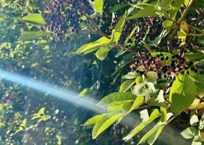 Elderberries growing in the sunlight at Warren Forest Park
