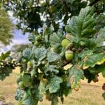 Close-up of acorns growing on an oak tree at Warren Forest Park
