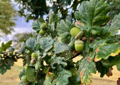 Close-up of acorns growing on an oak tree at Warren Forest Park