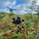 Blackberries growing in the wild at Warren Forest Park