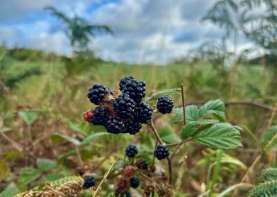 Blackberries growing in the wild at Warren Forest Park