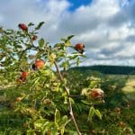 Close-up of rose hips growing at Warren Forest Park