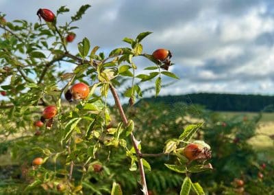 Close-up of rose hips growing at Warren Forest Park