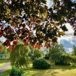 Autumn foliage framing a scenic view of Warren Forest Park