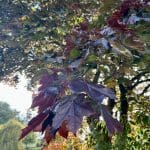 Close-up of vibrant autumn leaves at Warren Forest Park